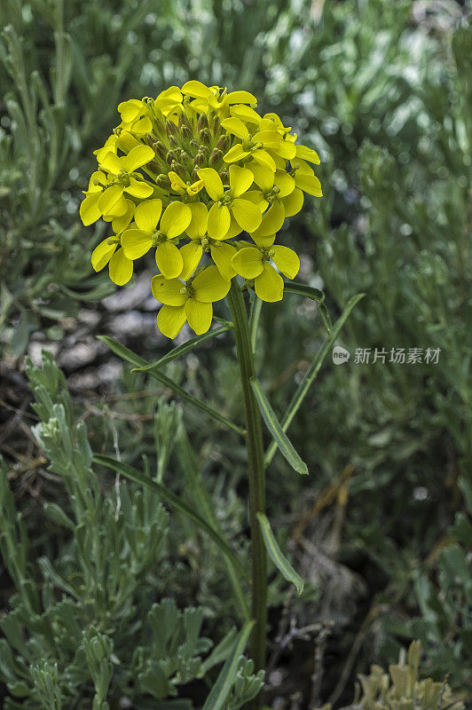 头状Erysimum capitatum是一种壁花，俗称沙丘壁花、西部壁花或草原火箭。内华达山脉东侧，因约国家森林，麦吉溪峡谷，Mono县，加利福尼亚州。